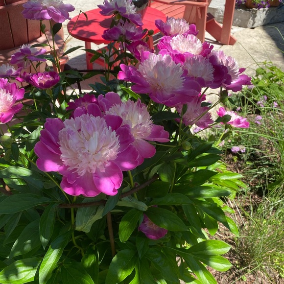 🇨🇦🇨🇦 Posh Ambassador 🇨🇦🇨🇦 - Picture 9 of 12